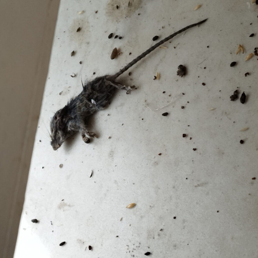 une pièce avec des rats et des souris mortes