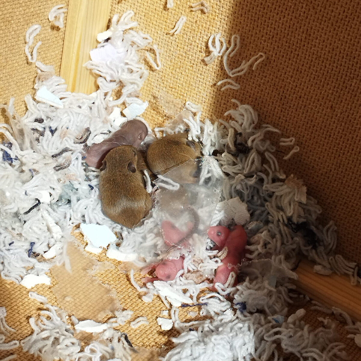 Service de désinfection presté par North Group